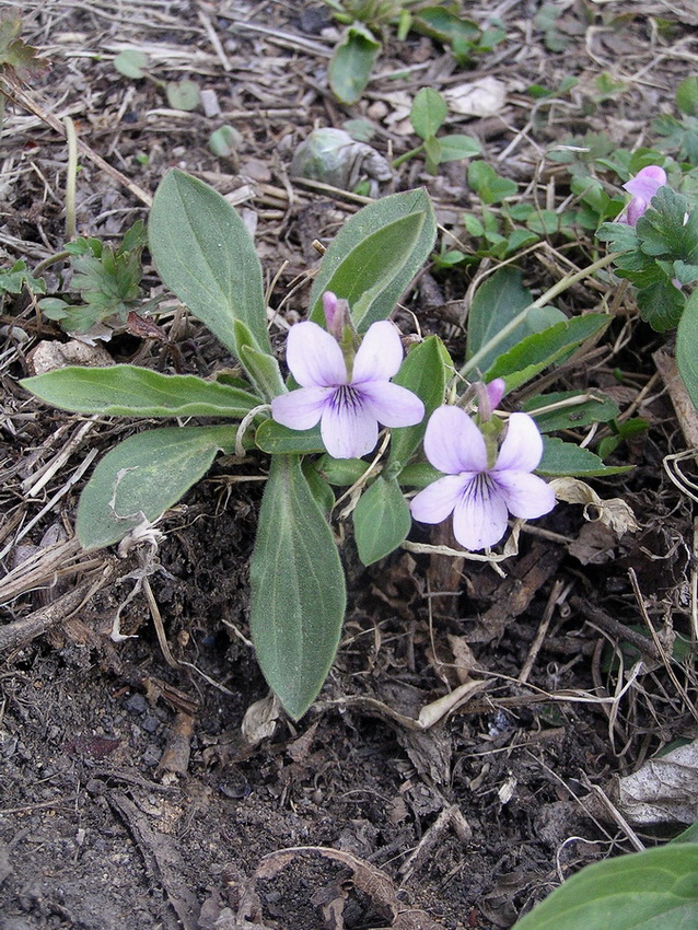 Изображение особи Viola yedoensis.