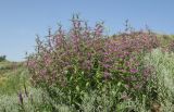 Phlomis pungens