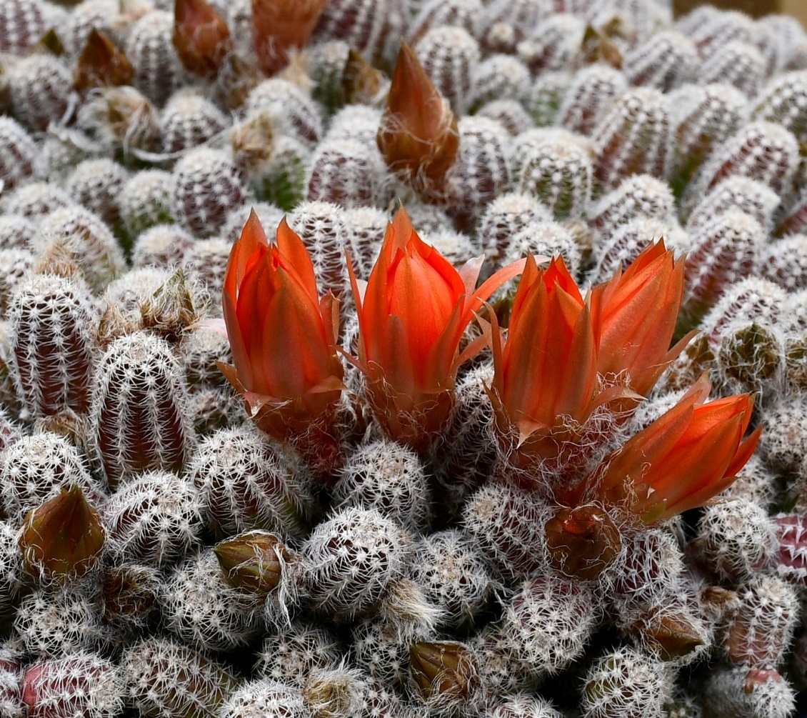 Image of Echinopsis chamaecereus specimen.