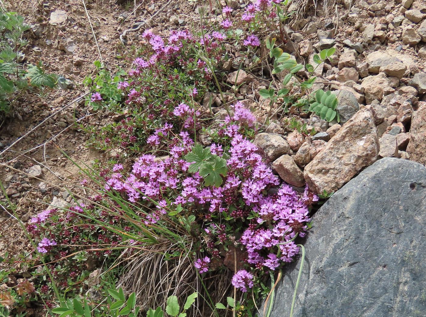 Изображение особи Thymus seravschanicus.