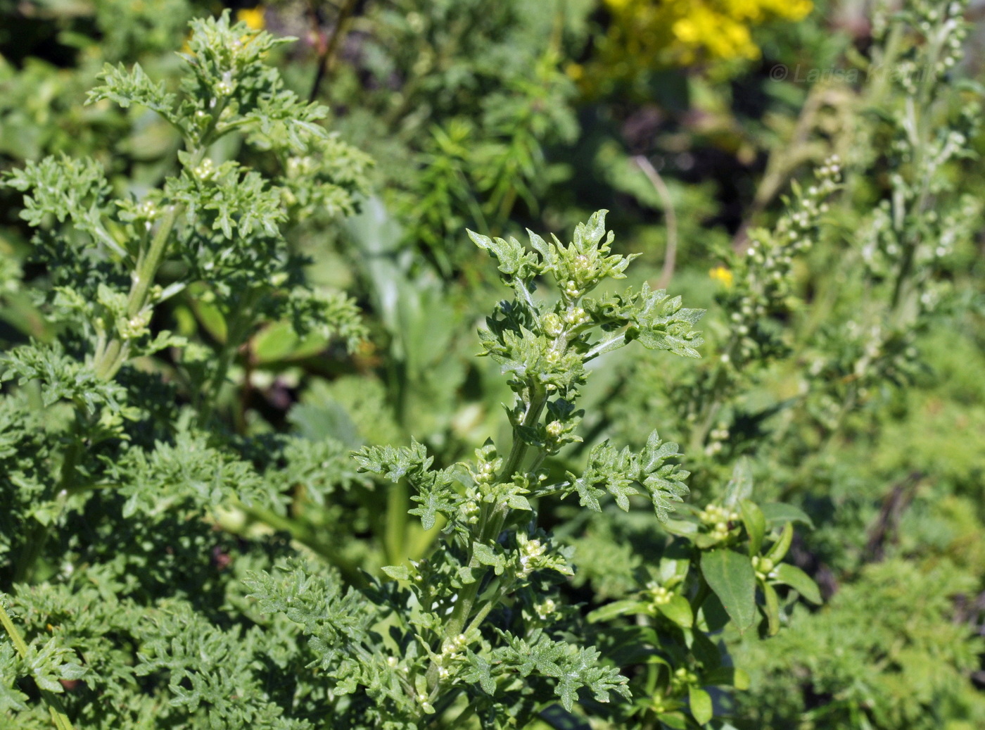 Изображение особи Artemisia laciniata.