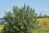 род Salix