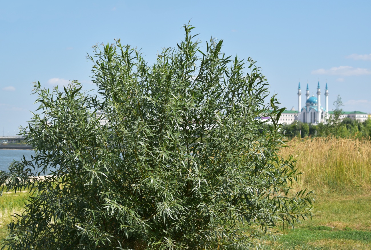 Image of genus Salix specimen.