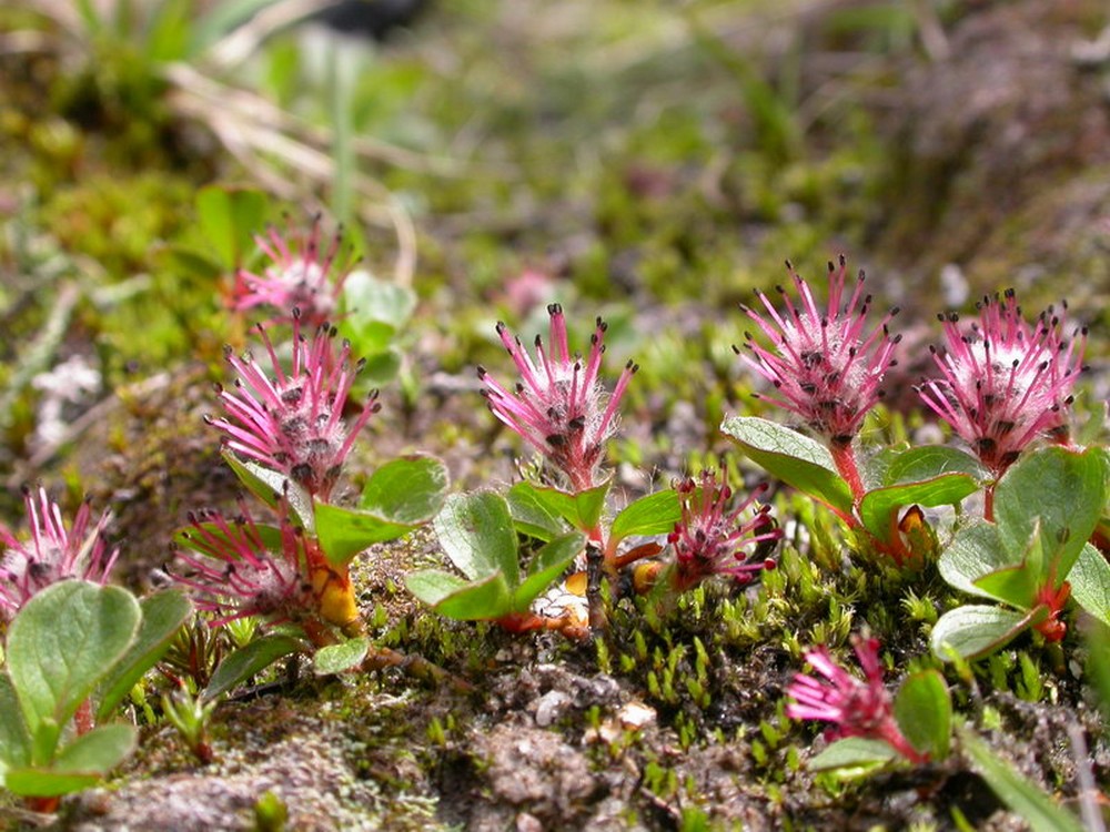 Image of Salix polaris specimen.