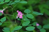 Lespedeza bicolor