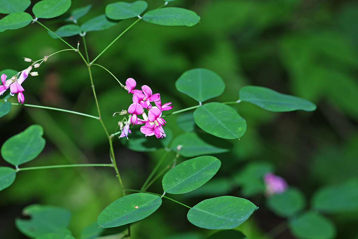 Image of Lespedeza bicolor specimen.