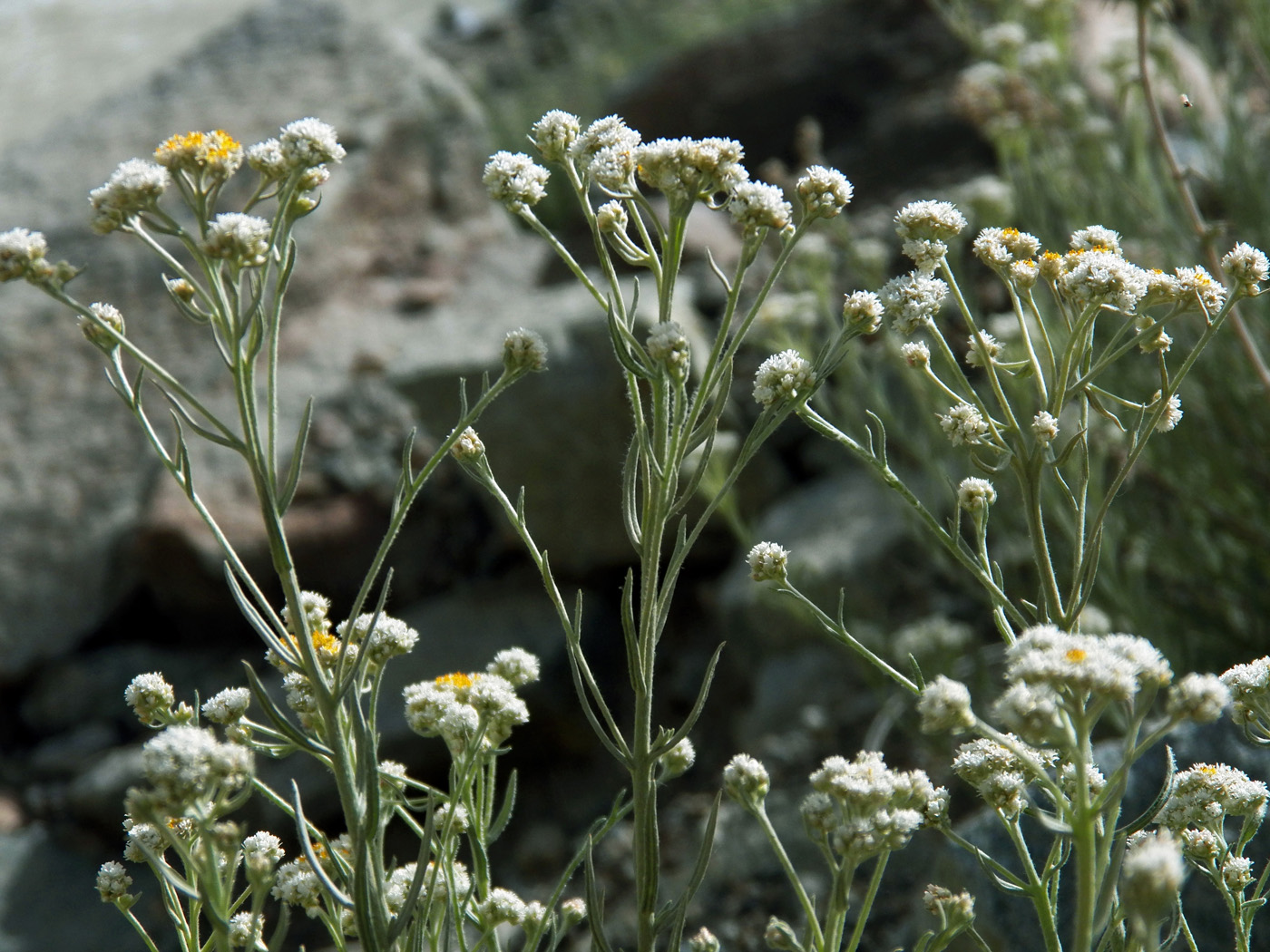 Image of Anaphalis virgata specimen.