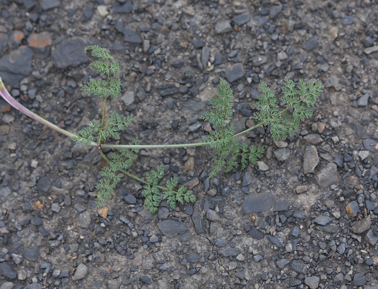 Изображение особи Astrodaucus orientalis.