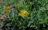 Senecio racemulifer