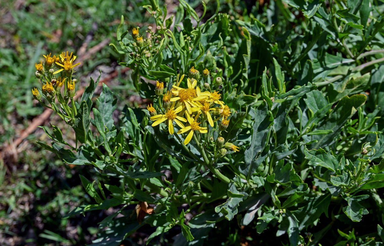 Image of Senecio racemulifer specimen.