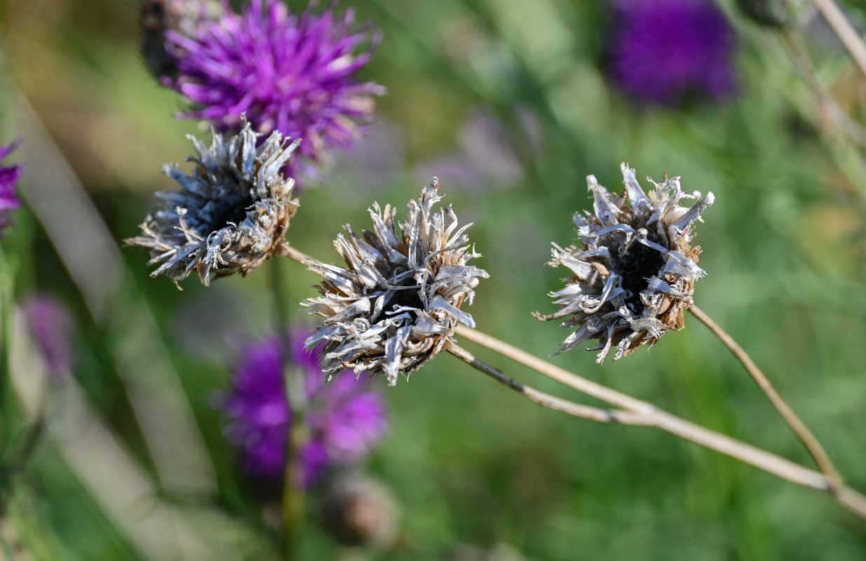 Image of Centaurea scabiosa specimen.