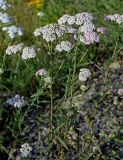 Achillea millefolium. Верхушка цветущего растения. Чечня, Итум-Калинский р-н, окр. с. Ведучи, ≈ 1500 м н.у.м., каменистый участок лугового склона. 27.07.2022.