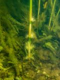 Phragmites australis. Подводная часть побега с придаточными корнями. Ленинградская обл., Кировский р-н, ж.-д. ст. Старая Малукса, песчаный карьер, глубина 0.5 метра. 02.07.2021.