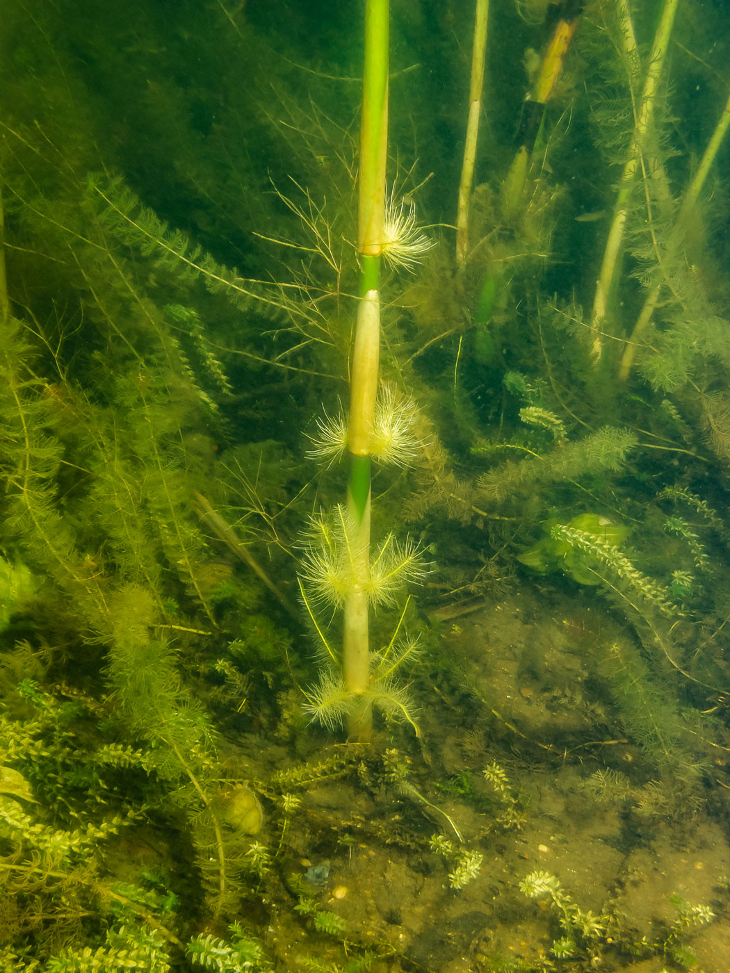 Изображение особи Phragmites australis.