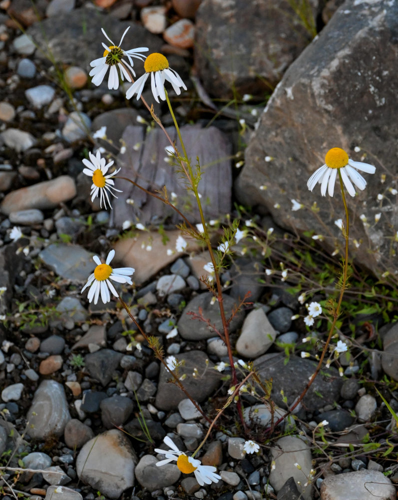 Image of Tripleurospermum subpolare specimen.