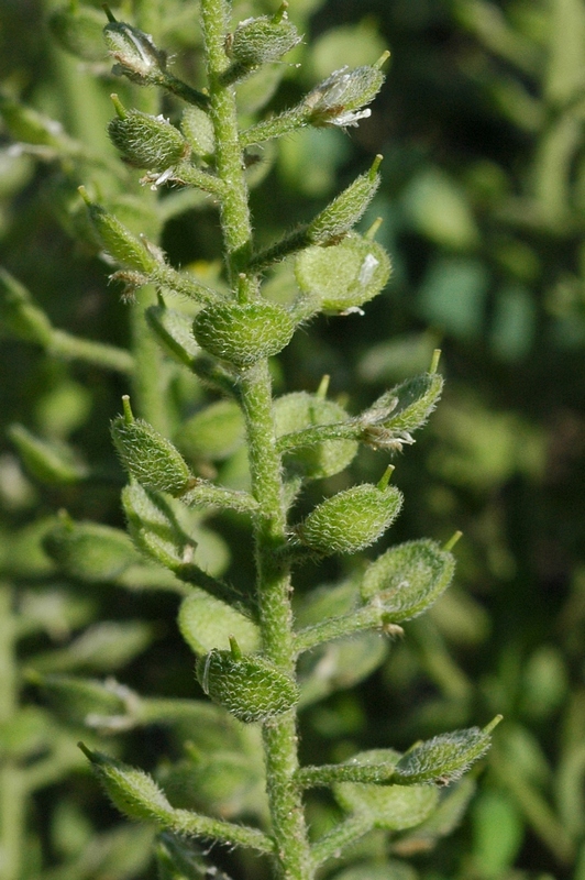 Image of Alyssum simplex specimen.