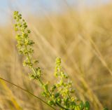 Reseda lutea. Верхушка цветущего и плодоносящего побега. Оренбургская обл., Беляевский р-н, Донской сельсовет, Долгие Горы, степной склон. 5 сентября 2023 г.