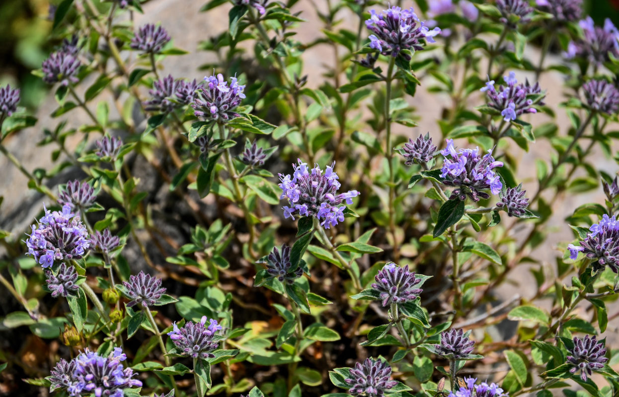 Image of Ziziphora clinopodioides specimen.