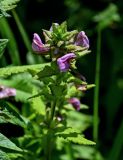 Pedicularis resupinata