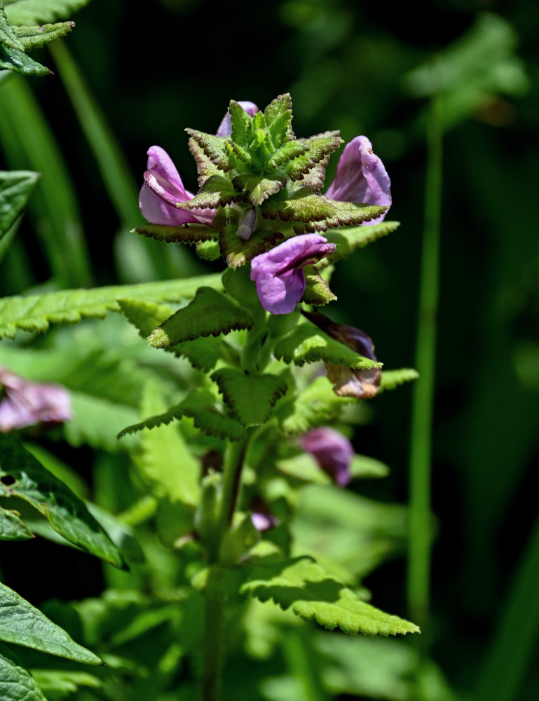 Изображение особи Pedicularis resupinata.