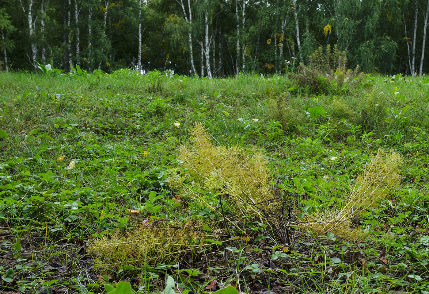 Image of Adonis vernalis specimen.