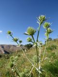 Eryngium macrocalyx. Верхушка растения с формирующимися соцветиями. Казахстан, Туркестанская (б. Южно-Казахстанская) обл., Сырдарья-Туркестанский государственный региональный природный парк, Боралдайский филиал, дол. р. Боралдай, саванноидное сообщество. 05.06.2017.