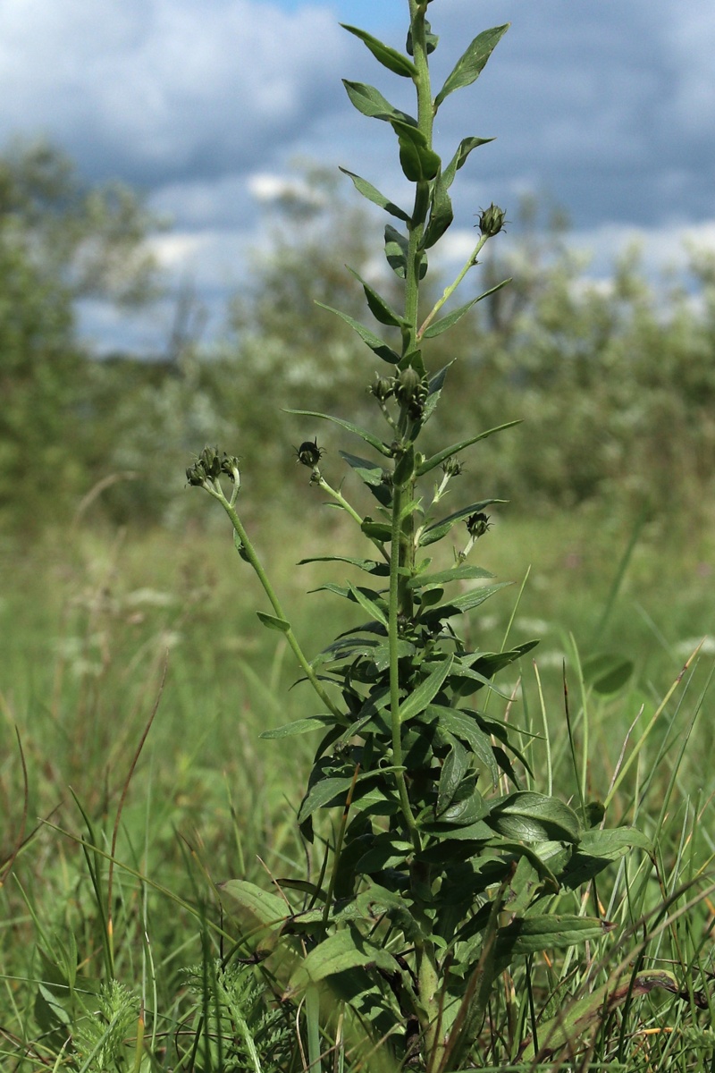 Изображение особи Hieracium umbellatum.