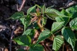 Rubus matsumuranus