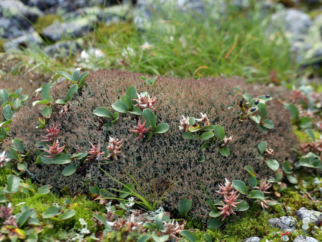 Image of Salix polaris specimen.