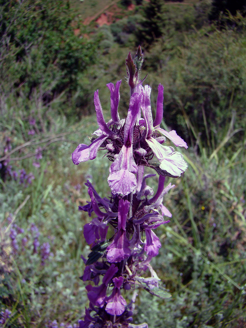 Image of Metastachydium sagittatum specimen.