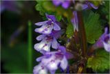 Glechoma hederacea