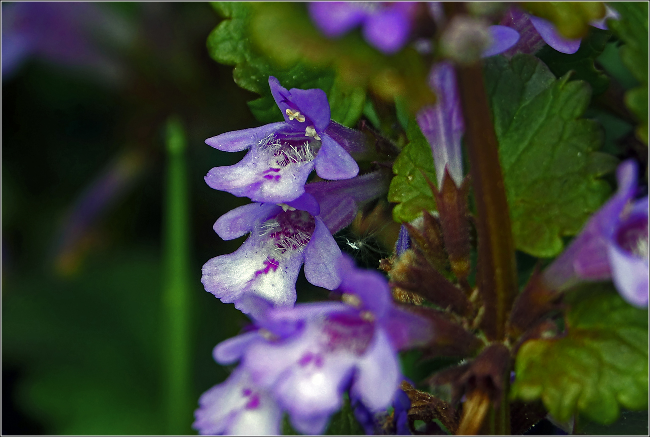 Image of Glechoma hederacea specimen.