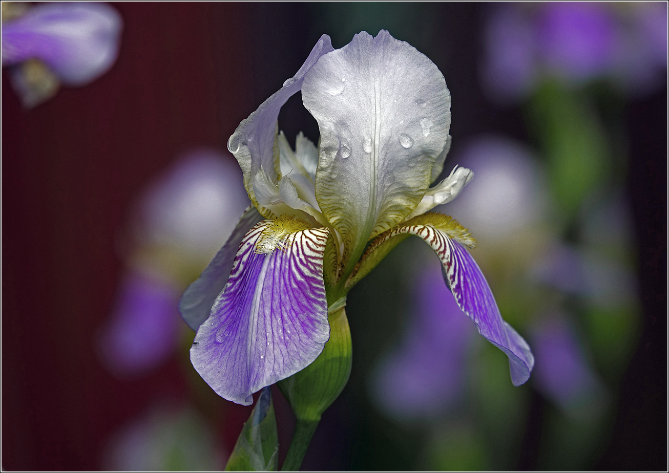 Image of Iris × hybrida specimen.