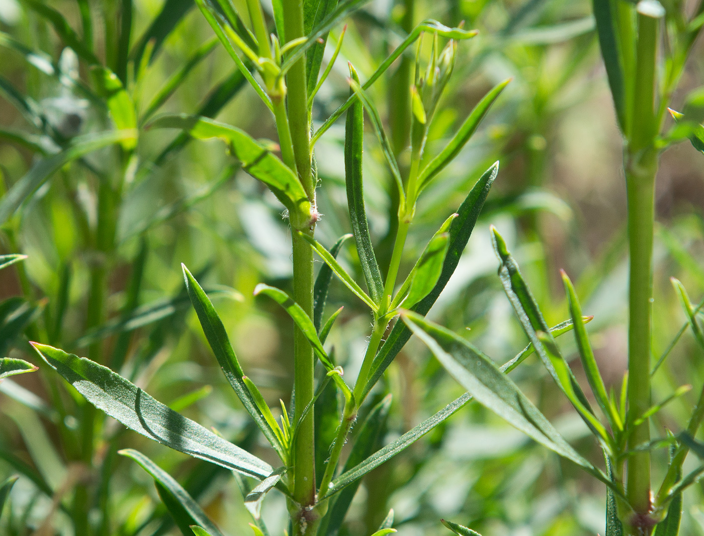 Image of Silene tatarica specimen.