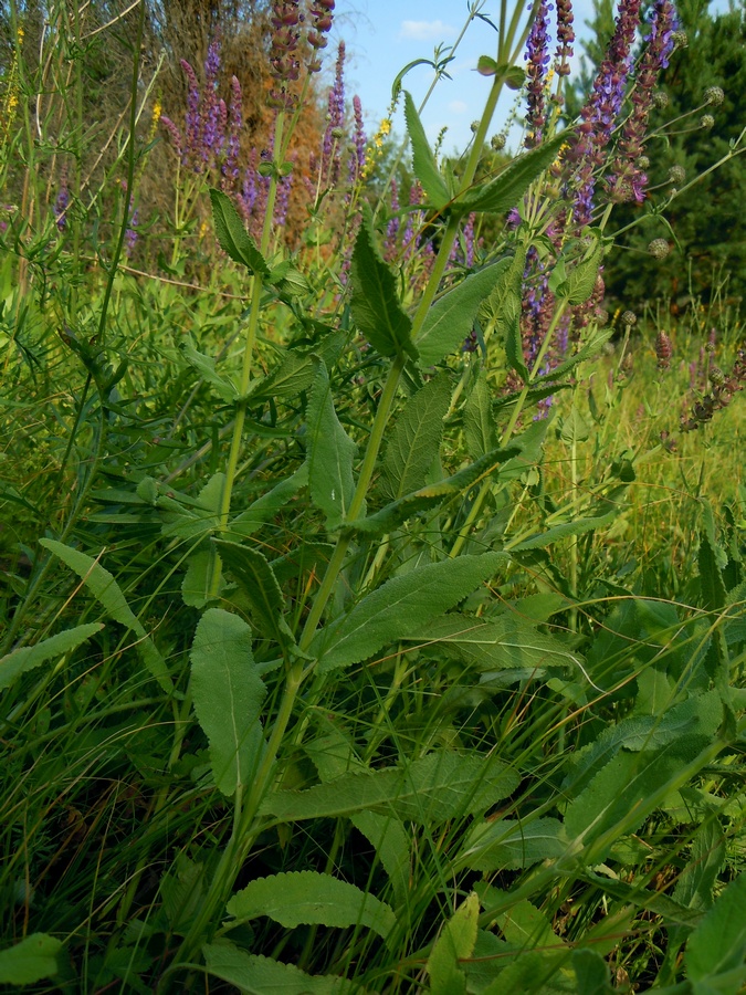 Изображение особи Salvia tesquicola.