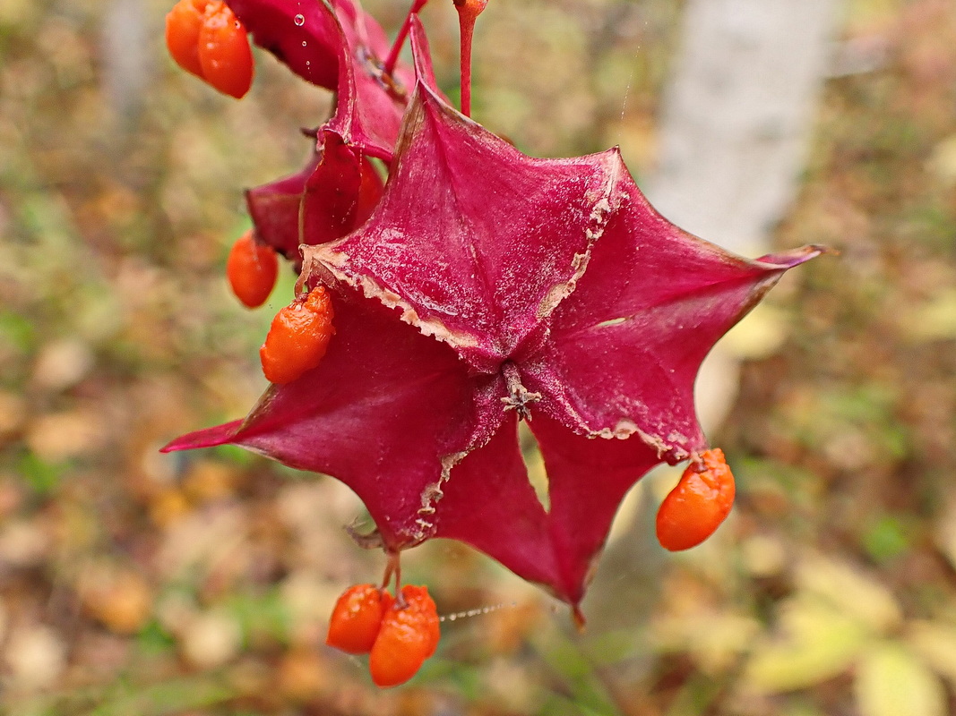Image of Euonymus macropterus specimen.
