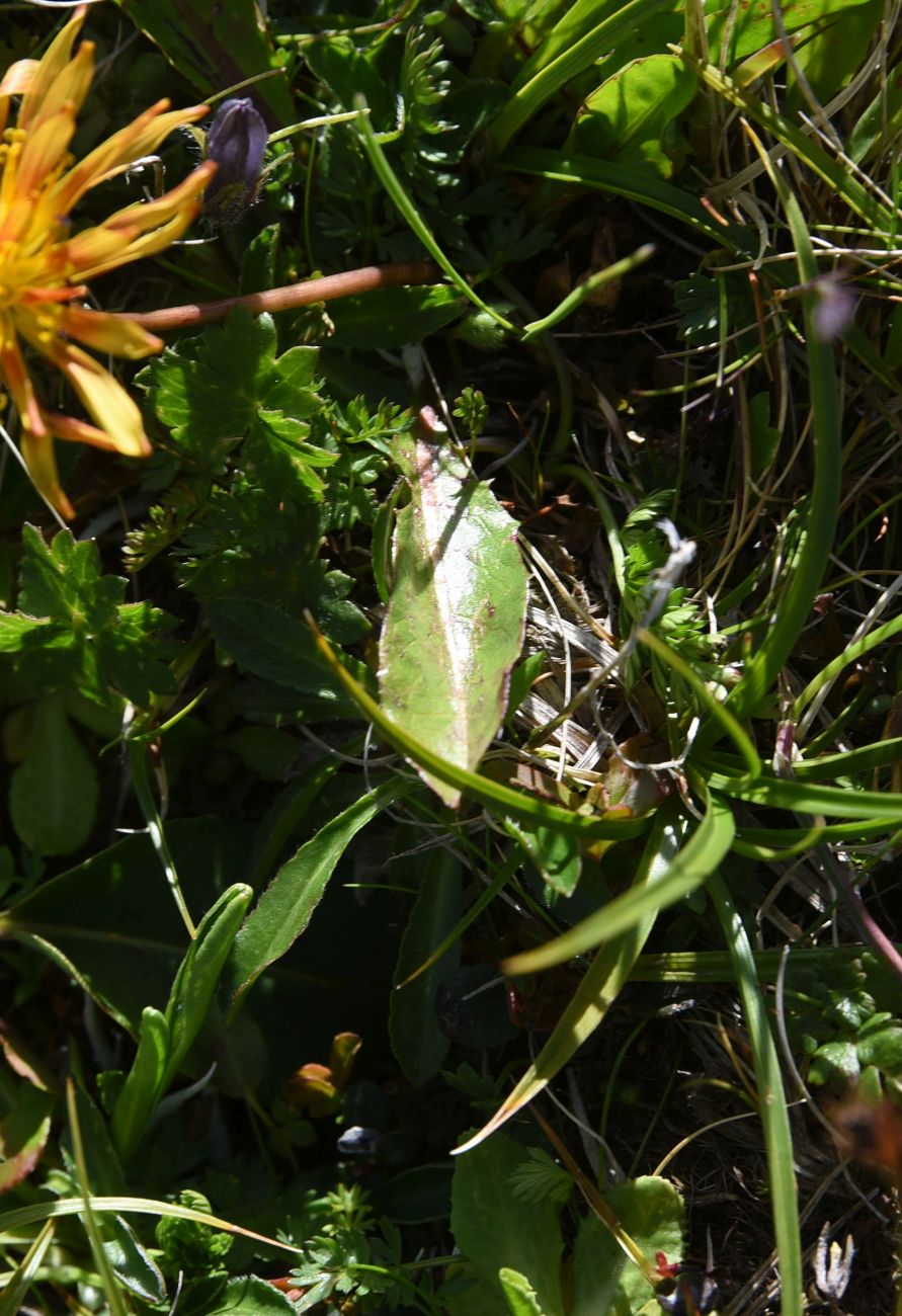 Image of genus Taraxacum specimen.
