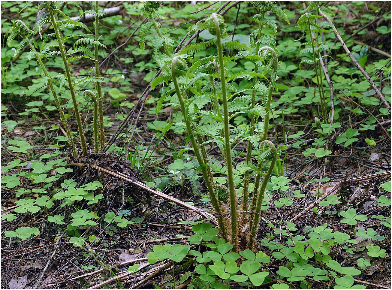 Image of Dryopteris filix-mas specimen.