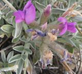 Oxytropis tragacanthoides