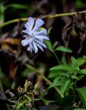 Saponaria form pleniflora