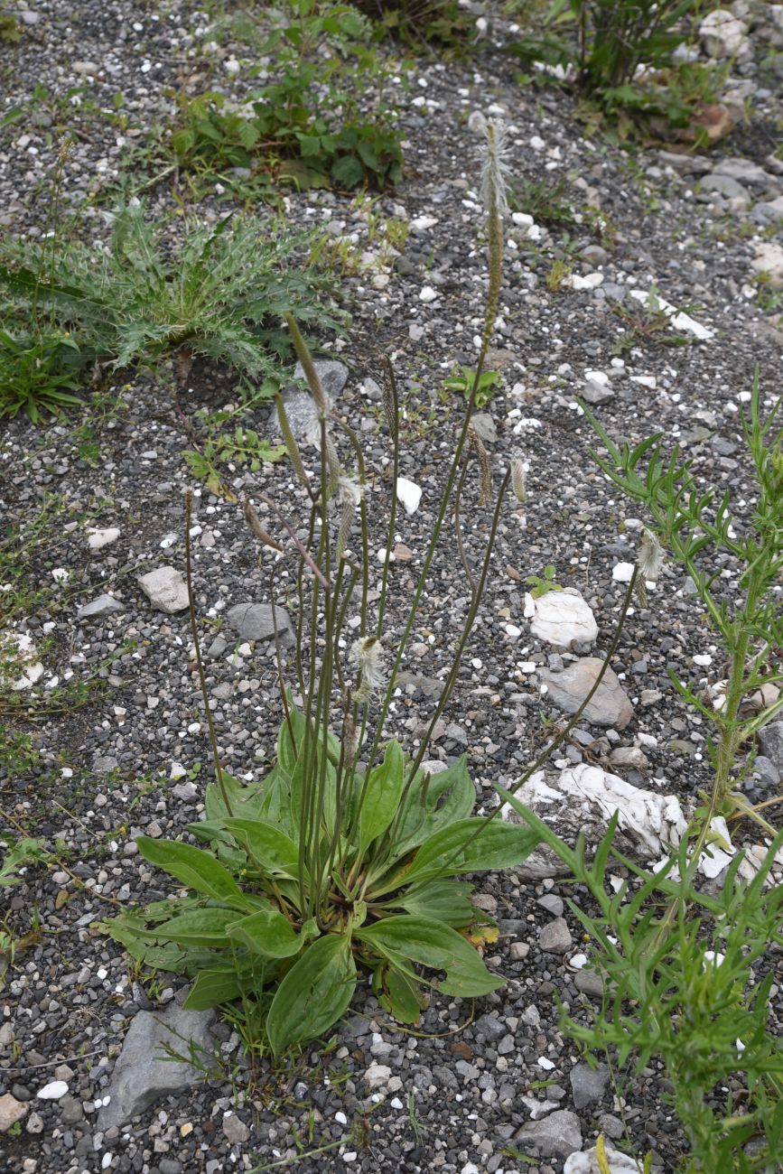 Image of Plantago urvillei specimen.
