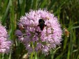 Allium senescens. Соцветие. Питаются: в центре - муха-журчалка из сем. Syrphidae (вероятно, род Volucella), справа - муха-навозница Scatophaga stercoraria (Scatophagidae). Бурятия, южное побережье оз. Гусиное. 12 августа 2005 г.