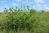 Trifolium pratense