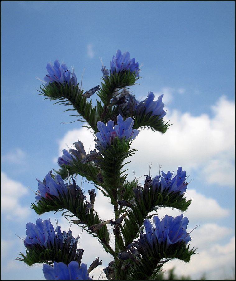 Изображение особи Echium vulgare.