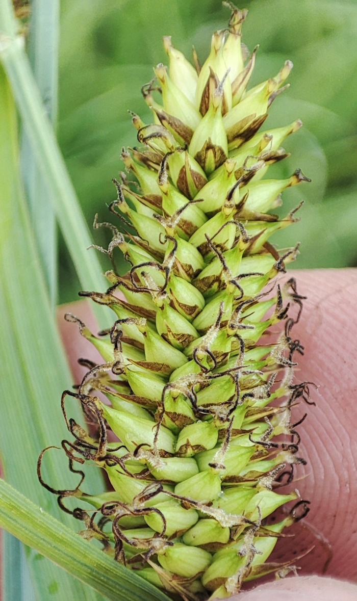 Изображение особи Carex riparia.