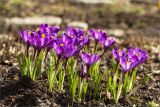 Crocus vernus. Цветущие растения. Санкт-Петербург, Ботанический сад Петра Великого, северный двор, цветник. 30.03.2025.