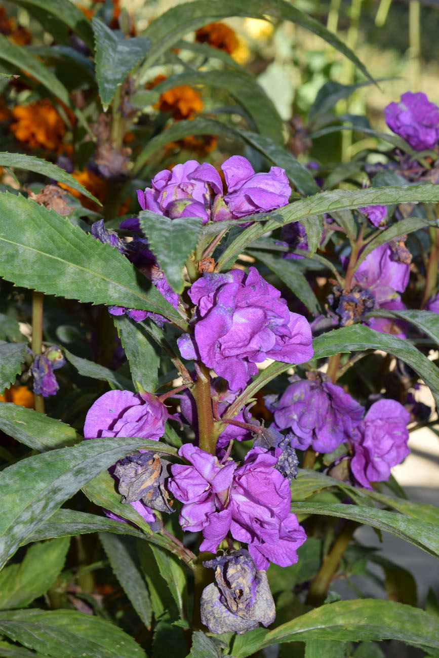 Изображение особи Impatiens balsamina.