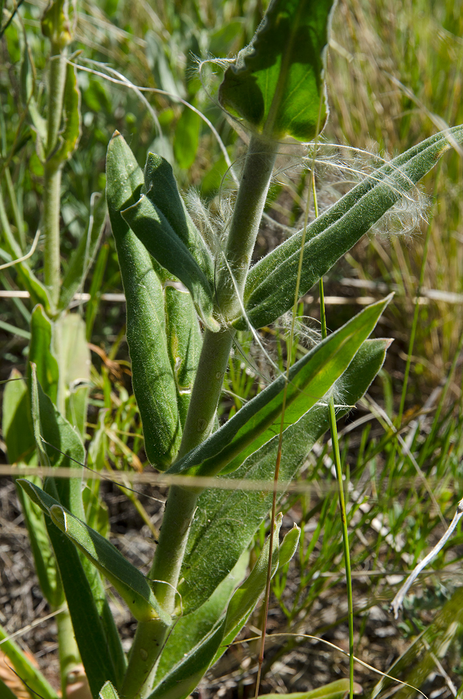 Изображение особи Silene viscosa.