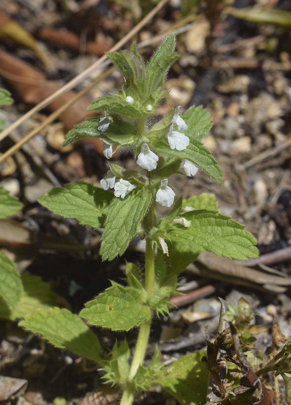 Image of Sideritis romana specimen.