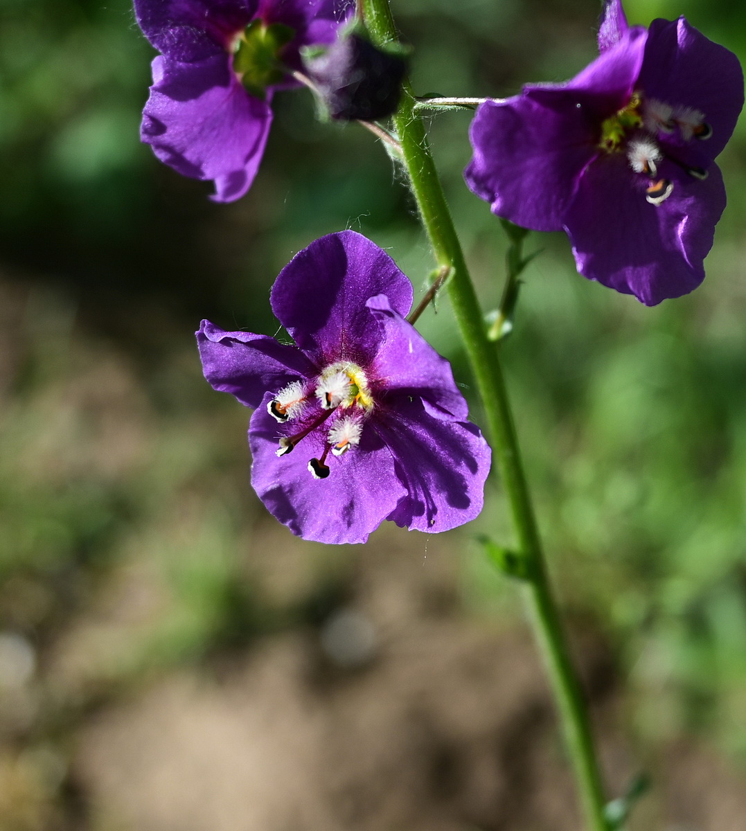 Изображение особи Verbascum phoeniceum.